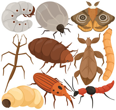 Vector Insect Clip Art Set Bug Collection Larva Moth Stick Insect Weevil Ant Beetle Illustration Isolated on White Background Graphic Nature Entomology