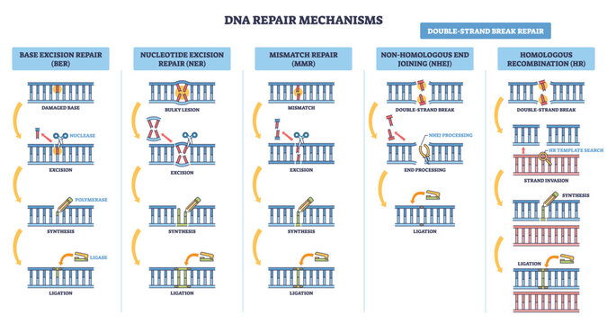 DNA repair mechanisms overview illustrates BER, NER, MMR, NHEJ, HR on DNA strands, key objects, double-strand break, polymerase, ligase. Outline diagram