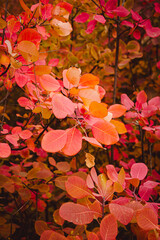 Red leaves of Cotinus. Grace smokebush or smoketree Cotinus Grace