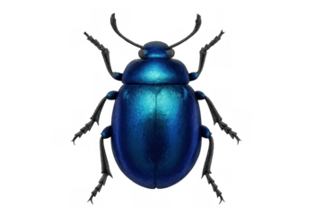 Blue iridescent beetle bug isolated on transparent background, entomology insect wildlife animal theme