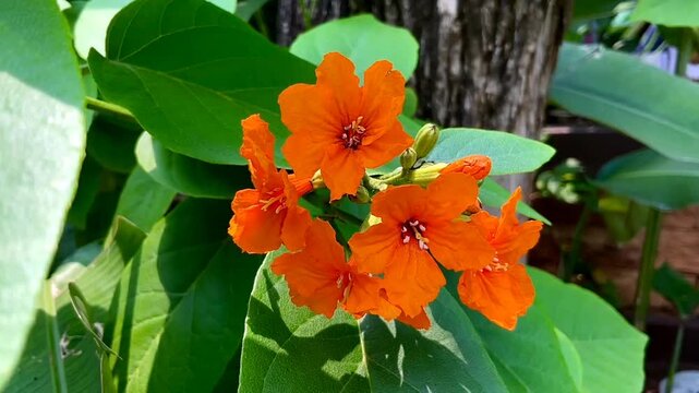 Selective focus closeup Cordia sebestena flower in a garden. Blurred orange flower.