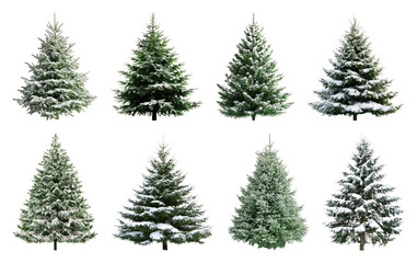 Fototapeta premium PNG Snow-covered evergreen trees variety, element set on transparent background