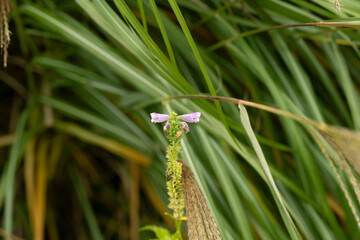 blume natur pflanze schön