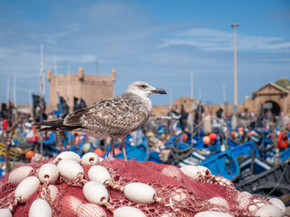 A Juvenile Seagull Rests on Red Fishing Nets with Buoys, Overlooking the Vibrant Blue Fishing Boats in Essaouira Port, Morocco.