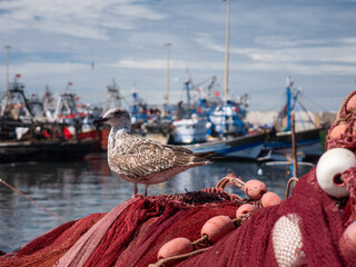 A Seagull Perched on Red Fishing Nets in Essaouira Harbor, Morocco, with a Fleet of Blue Fishing Boats in the Background under a Cloudy Sky