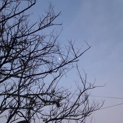 tree branches against blue sky