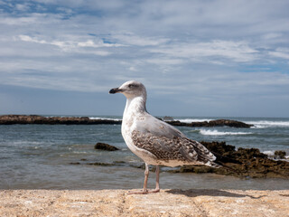 Juvenile Seagull Standing on a Stone Wall Overlooking the Atlantic Ocean in Essaouira, Morocco on a Cloudy Day
