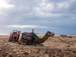Moroccan Dromedary Camels with Traditional Saddles Resting on Essaouira Beach Under an Overcast Sky, Atlantic Coast