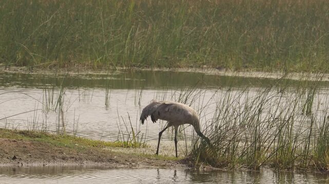 Common crane bird ( grus grus ) standing on a meadow, sunny morning in springtime, (diu), gray crane bird alone in the wetland in the and winter season. Lake swamp Common Grus grus, Eurasian crane