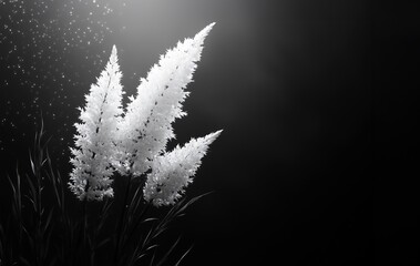 black and white background