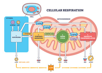 Cellular respiration overview shows energy flow from glycolysis to Krebs cycle and oxidative phosphorylation inside a mitochondrion, key objects, mitochondrion, ATP, NADH. Outline diagram
