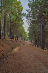 A high-mountain road with newly constructed flood barriers, where the slopes show different geological strata and variations in plant density