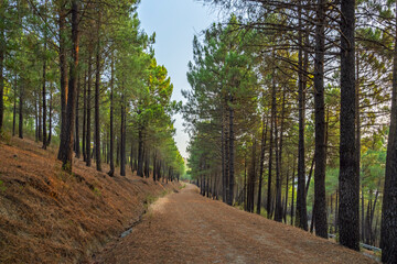 A scenic route with banked curves that passes through a cloud forest where mist intertwines with epiphytic vegetation and tree ferns