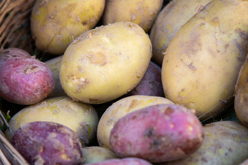 potatoes with soil, detailed view of colorful potatoes emphasizing natural farm freshness