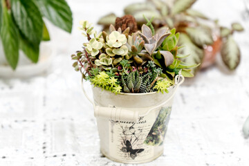 和の癒やしとモダンな彩り：苔玉盆栽や多肉植物の寄せ植えなど、小さなグリーンインテリアの静物写真。手作り感あふれる鉢と植物が、ライフスタイル、癒やし、趣味、和風デザイン、エコな暮らしのイメージを演出