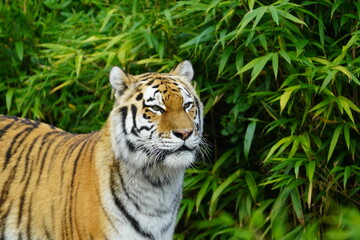 Amur tiger