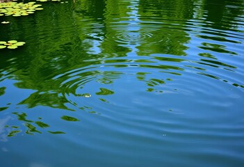 Obraz premium Calm water surface, ripples, reflections, lush green pond vegetation, aquatic plants, artwork