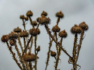 Disteln im Feld