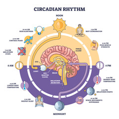 Circadian rhythm brief cycle, the brains SCN times melatonin as sun and clocks map day-night changes. Key objects, brain, sun, clock. Outline diagram