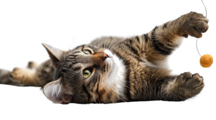 An adorable kitten and a funny domestic cat sitting with a white dog on a fluffy blanket