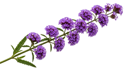 Elegant purple verbena blooms create a modern floral accent piece