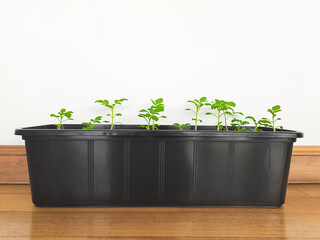 Cherry tomato seedlings in a large container on a parquet floor. Space for text. Copy space 