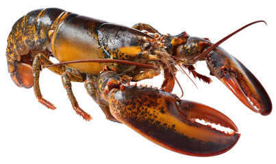 Close-up shot of a fresh, cooked lobster with its claws and body fully visible.