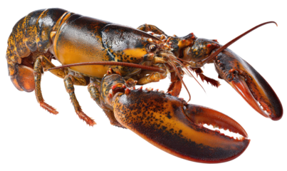 Close-up shot of a fresh, cooked lobster with its claws and body fully visible.