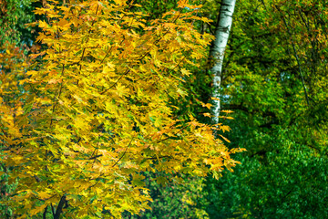 The beauty of autumn nature. The color of autumn leaves. Autumn background. Autumn mood.