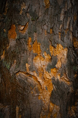 Close-up texture of tree bark showing natural pattern, rough surface, and organic details. Nature, wood, eco-themed designs.
