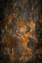 Close-up texture of tree bark showing natural pattern, rough surface, and organic details. Nature, wood, eco-themed designs.