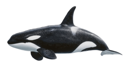A detailed image of a killer whale, showcasing its distinctive black and white markings, swimming in the ocean.