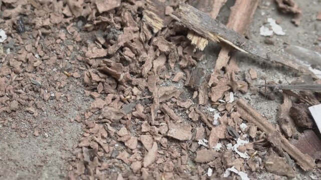 termite colonies eating damaged wood, video of termite nest
