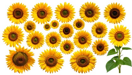 Collection of vibrant sunflowers, some with stems and leaves, arranged on a white background