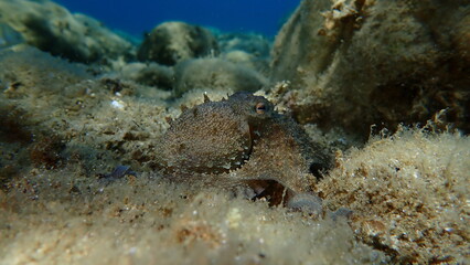 Common octopus (Octopus vulgaris) hunting, Aegean Sea, Greece, Halkidiki, Pirgos beach
