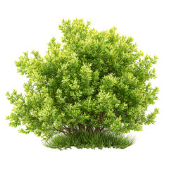 Fototapeta premium dill isolated on white background