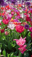 Fototapeta premium Colorful tulips and alliums bloom in a vibrant dutch garden, showcasing a stunning array of pink, red, and purple flowers under the spring sunlight.