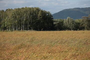 畑で黄金色に輝く収穫間近の蕎麦　幌加内町