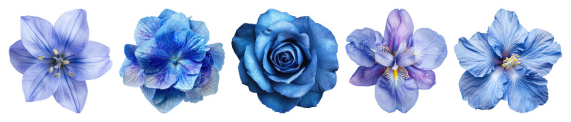 PNG Vibrant blue floral arrangement, element set on transparent background