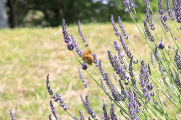 ラベンダーと蝶々