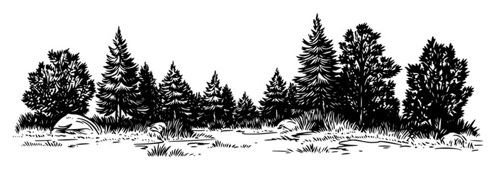 mixed forest panorama with pine and deciduous trees sketch © Kaz