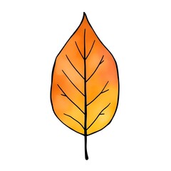 autumn leaf watercolor illustration