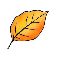 yellow autumn leaf watercolor illustration