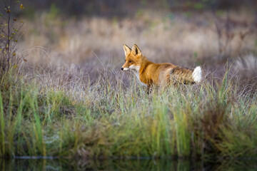 The red fox, Vulpes vulpes, in the waterlogged autumn taiga, Finland