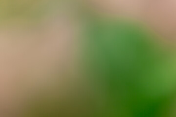 Abstract out of focus composition of soft gradients: a diffuse green mass on the right meets warm beige and pale green tones on the left, separated by a gentle vertical blur