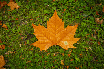 Autumn park with fallen leaves - Scenic fall landscape with warm sunlight and seasonal nature background.
