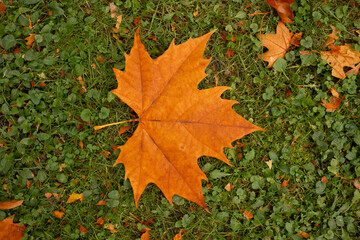 Autumn park with fallen leaves - Scenic fall landscape with warm sunlight and seasonal nature background.