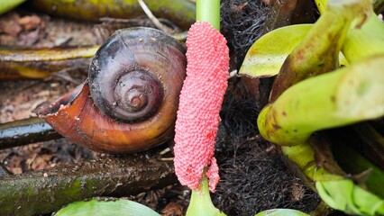 Pink snail eggs of Golden Apple Snail. 
