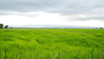 Green rice field.