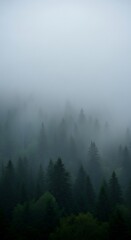 Misty Forest Canopy - A Serene Landscape of Trees and Fog.